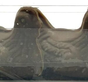 Milk Chocolate Chickens